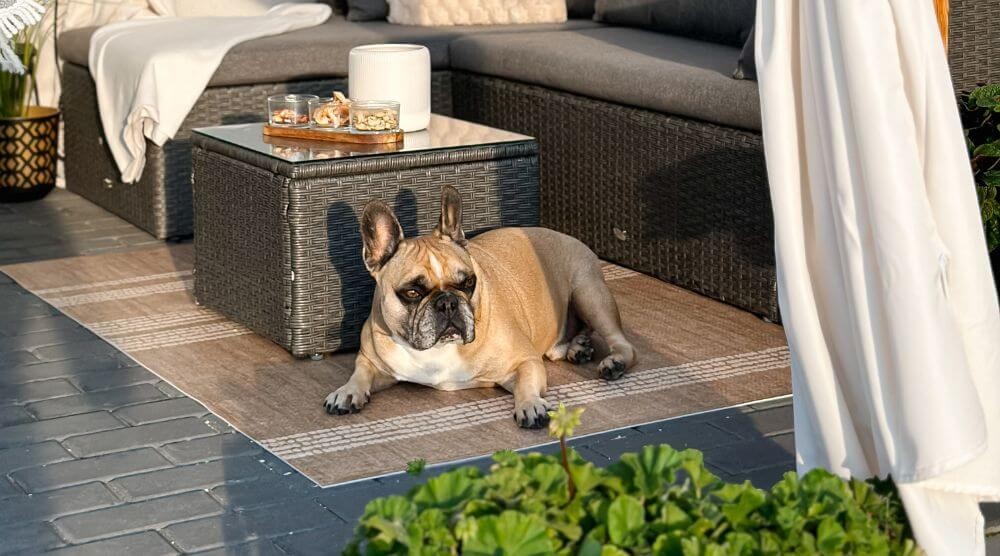 alfombras aptas para mascotas
