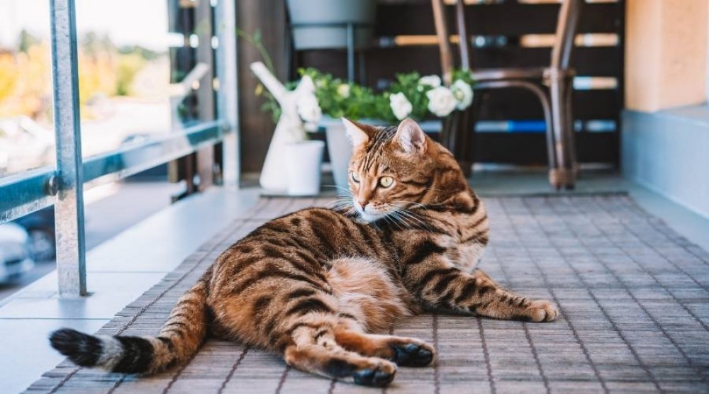 ¿Cómo arreglar un balcón para un gato?