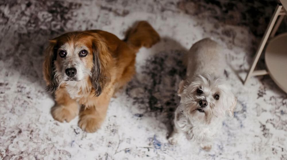 alfombras respetuosas con los animales